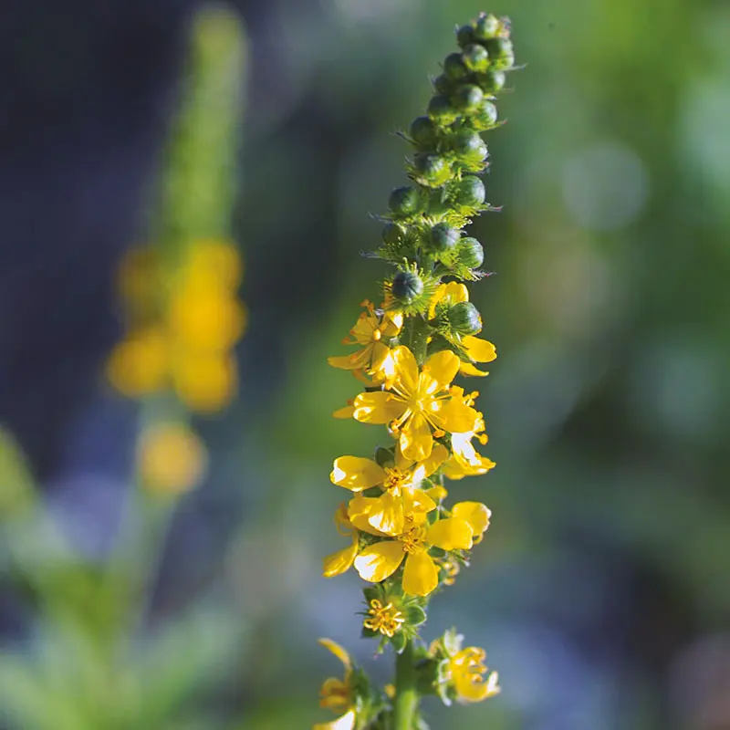 A cosa serve agrimony fiori di Bach - A cosa serve agrimony fiori di Bach agrimony fiori di bach - A cosa serve agrimony fiori di Bach