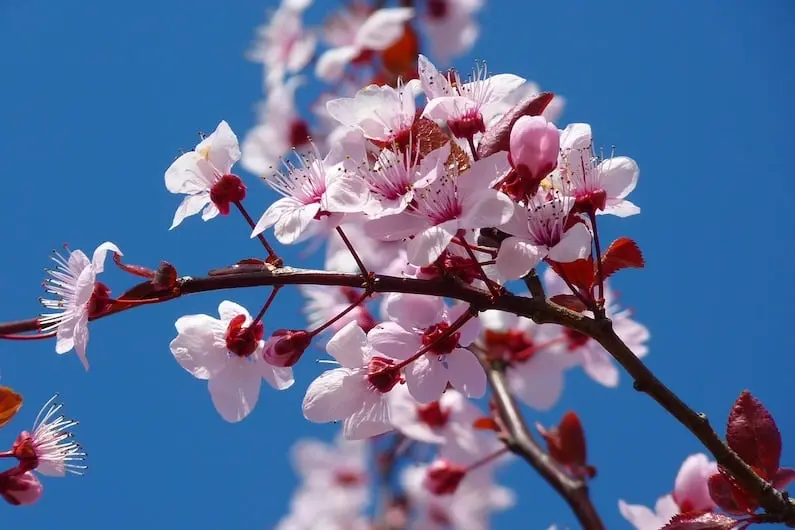 cherry plum fiori di bach - A cosa serve Cherry Plum fiori di Bach