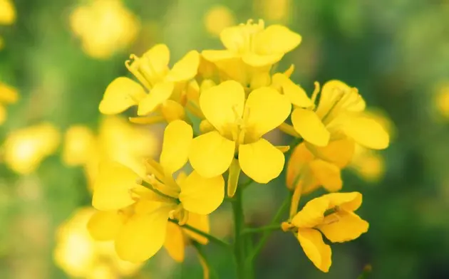 mimulus fiore di bach - A cosa serve I fiori di Bach Mimulus