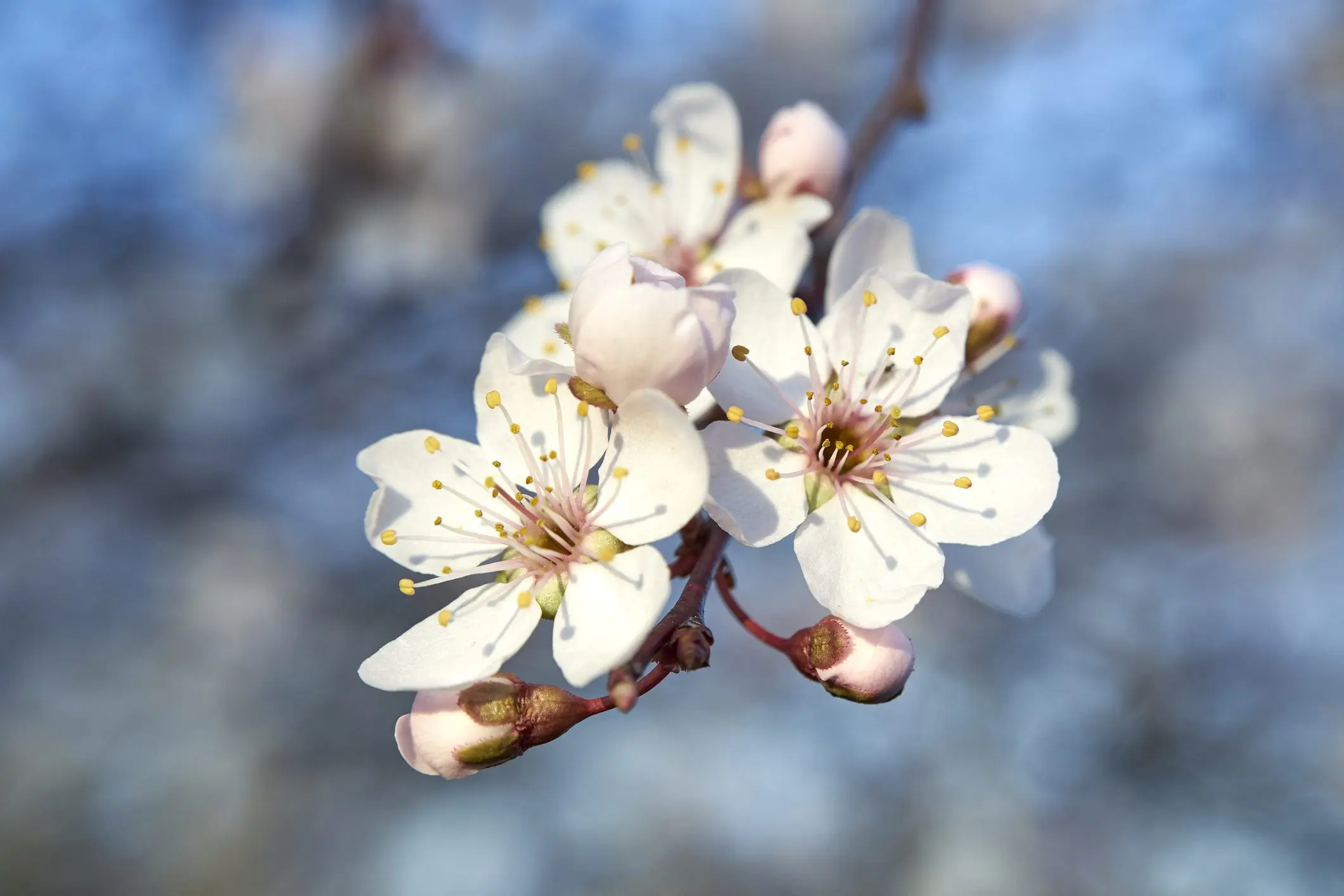 Crab Apple Fiori di Bach: Il rimedio naturale per la purificazione del corpo e della mente - A cosa serve il Crab Apple crab apple fiori di bach - A cosa serve il Crab Apple