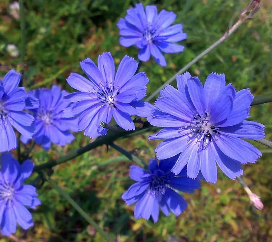 Chicory Fiori di Bach - A cosa serve il Fiore di Bach Chicory - A cosa serve il Fiore di Bach Chicory chicory fiori di bach - A cosa serve il Fiore di Bach Chicory