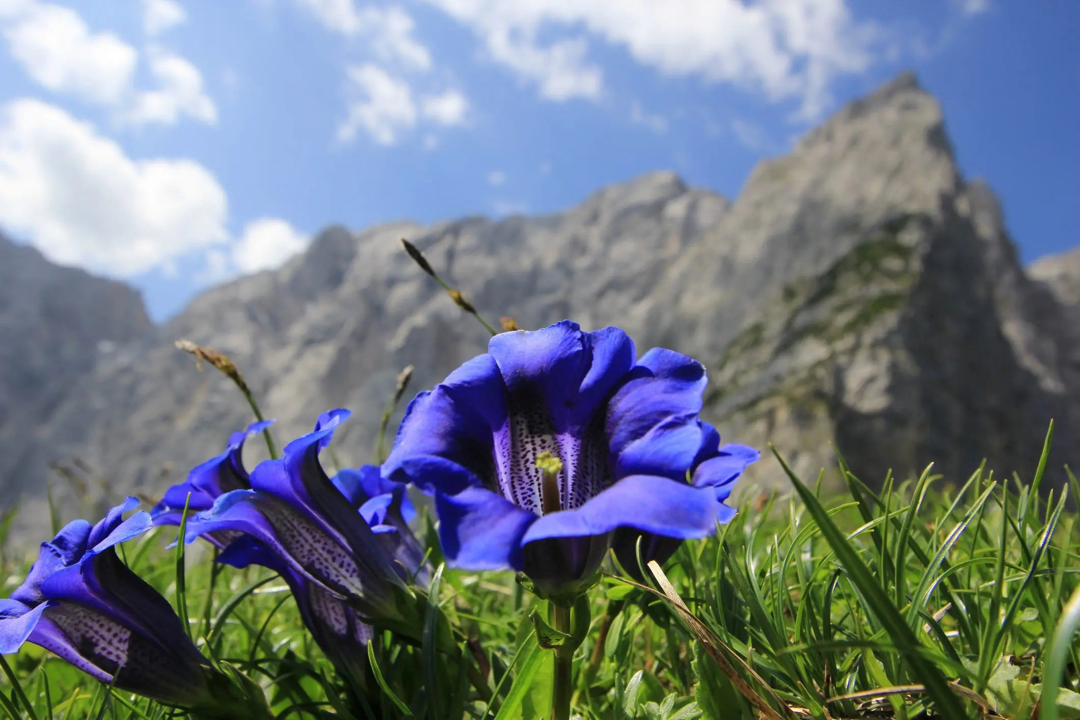 A cosa serve il Fiore di Bach Gorse - A cosa serve il Fiore di Bach Gorse gentian fiori di bach - A cosa serve il Fiore di Bach Gorse