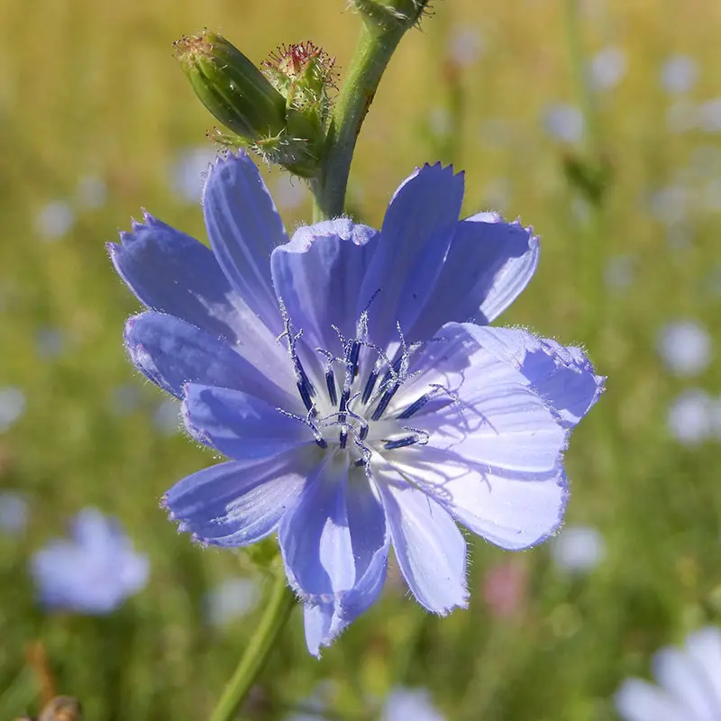 Chicory Fiori di Bach - A cosa serve il Fiore di Bach Chicory - A cosa serve il Fiore di Bach Hornbeam chicory fiori di bach - A cosa serve il Fiore di Bach Hornbeam