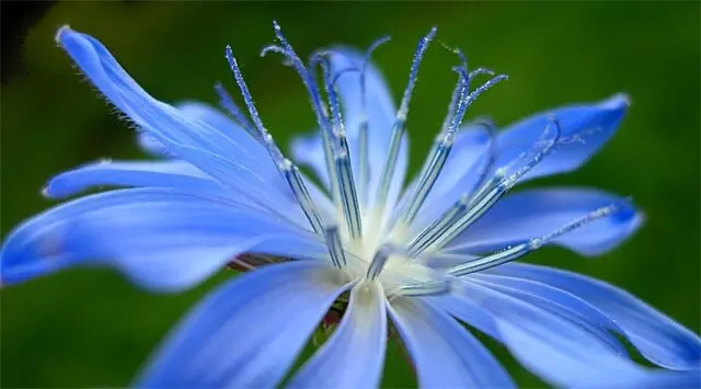 chicory fiore di bach - A cosa serve il Fiore di Bach Mustard