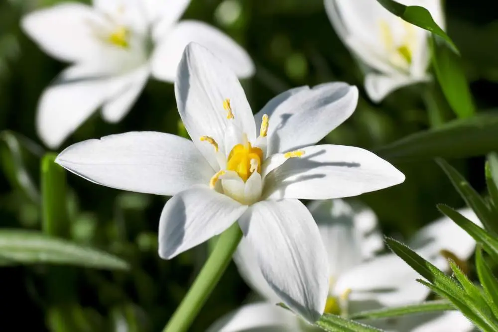 Star of Bethlehem Fiori di Bach: Benefici e Utilizzo - A cosa serve il Fiore di Bach Star of Bethlehem star of bethlehem fiori di bach - A cosa serve il Fiore di Bach Star of Bethlehem
