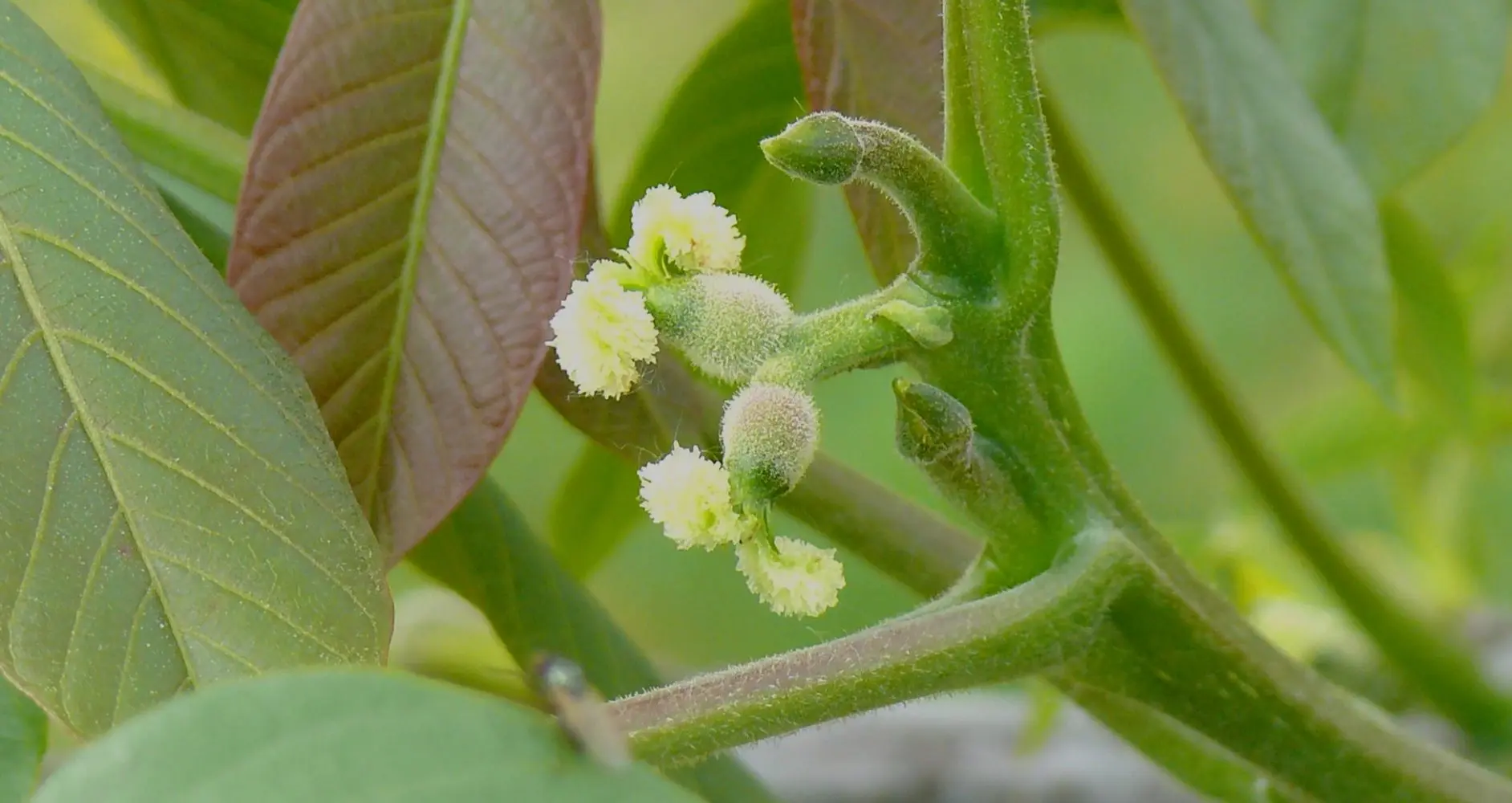 walnut fiore di bach - A cosa serve il Fiore di Bach Walnut