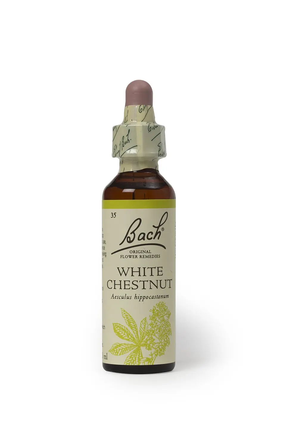 White Chestnut Fiori di Bach: un rimedio naturale per la mente inquieta - A cosa serve il Fiore di Bach White Chestnut white chestnut fiori di bach - A cosa serve il Fiore di Bach White Chestnut