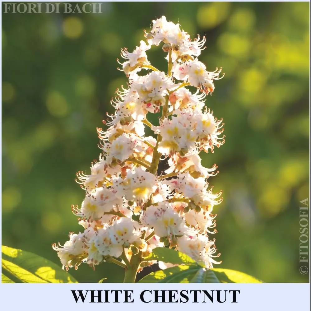 Fiore di bach white chestnut: rimedio naturale per la mente inquieta