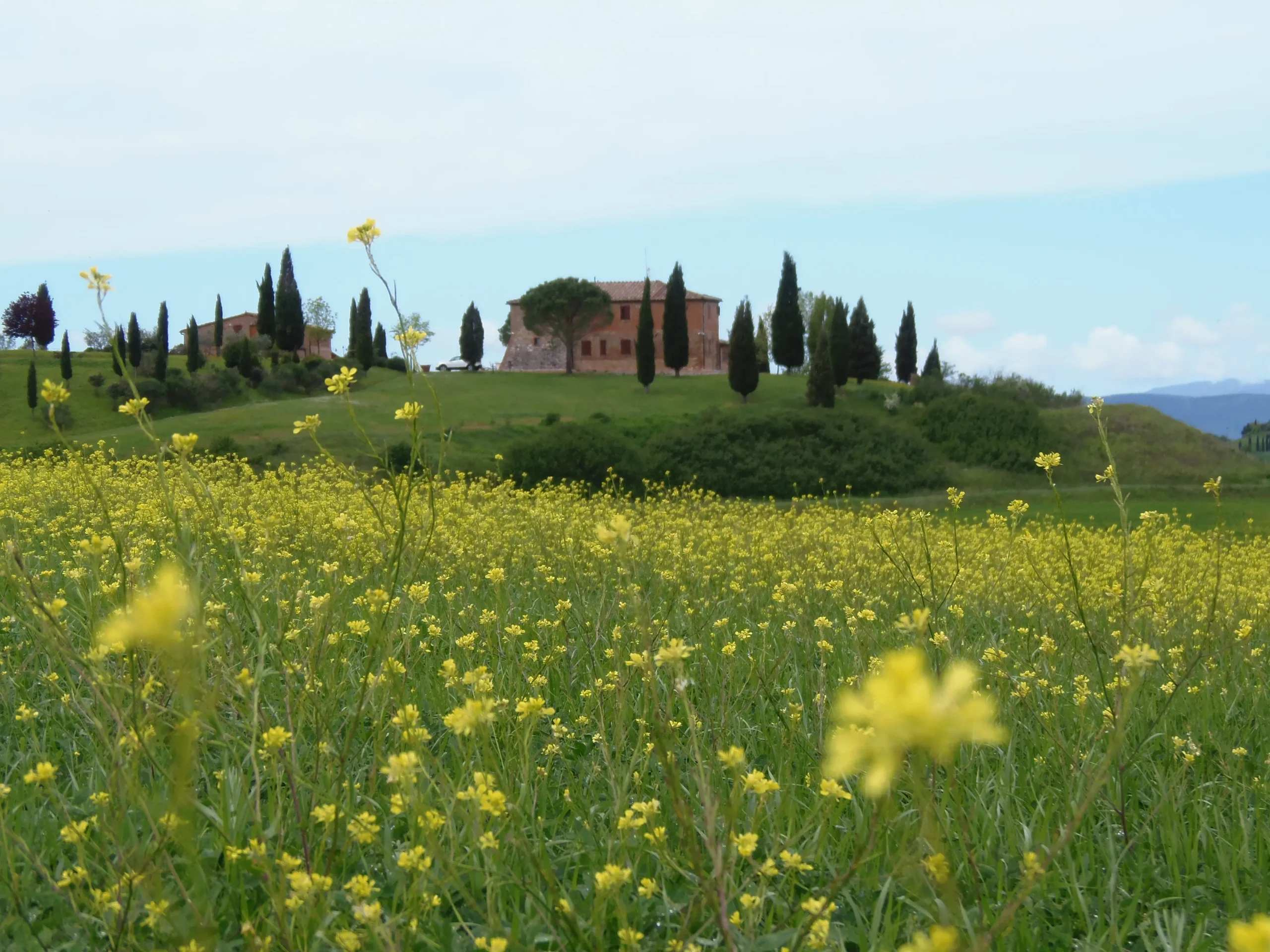Fiori di Colza: il simbolo della primavera e l'importanza della coltivazione di questa pianta - A cosa serve il miele di colza fiori di colza - A cosa serve il miele di colza