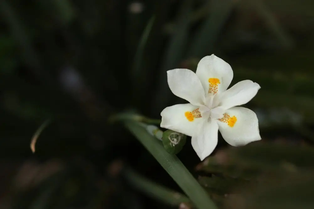 Nardo Fiore: Un Profumo Unico e Incredibile - A cosa serve il Nardò nardo fiore - A cosa serve il Nardò