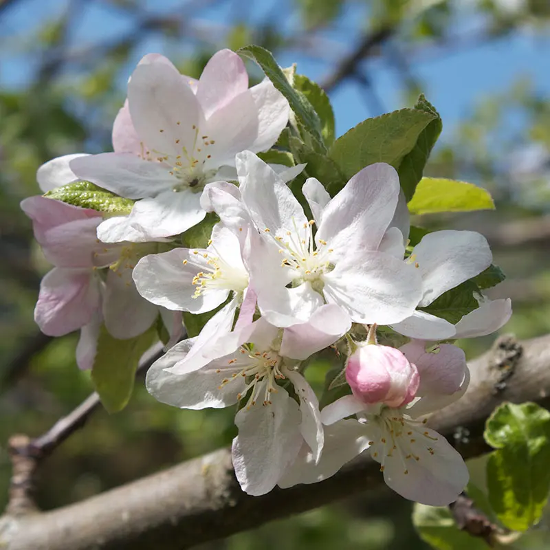 Crab Apple Fiori di Bach: Il rimedio naturale per la purificazione del corpo e della mente - A cosa serve Pinè crab apple fiori di bach - A cosa serve Pinè