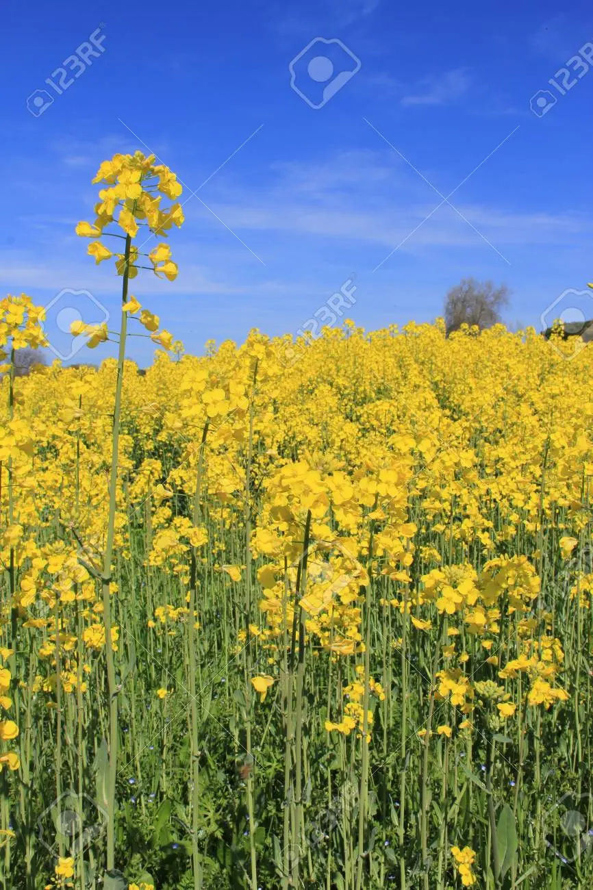 fiori di colza - A cosa servono i campi di colza