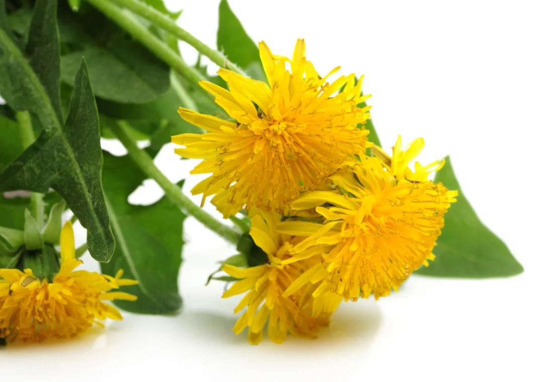 Tarassaco fiore: un rimedio naturale per il benessere - A cosa servono i fiori di tarassaco tarassaco fiore - A cosa servono i fiori di tarassaco