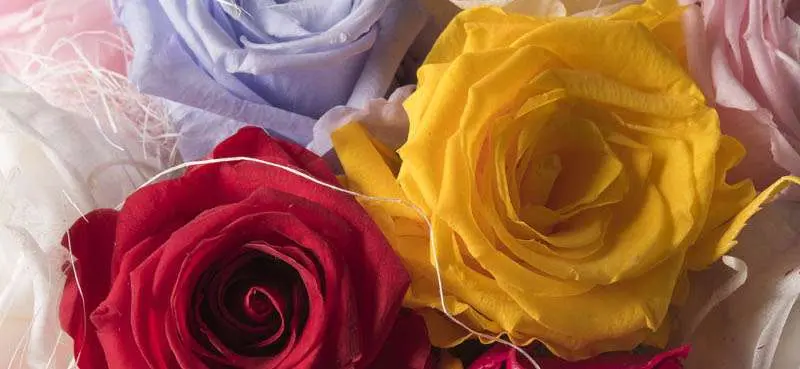 fiori rosa - Che colore di rosa regalare