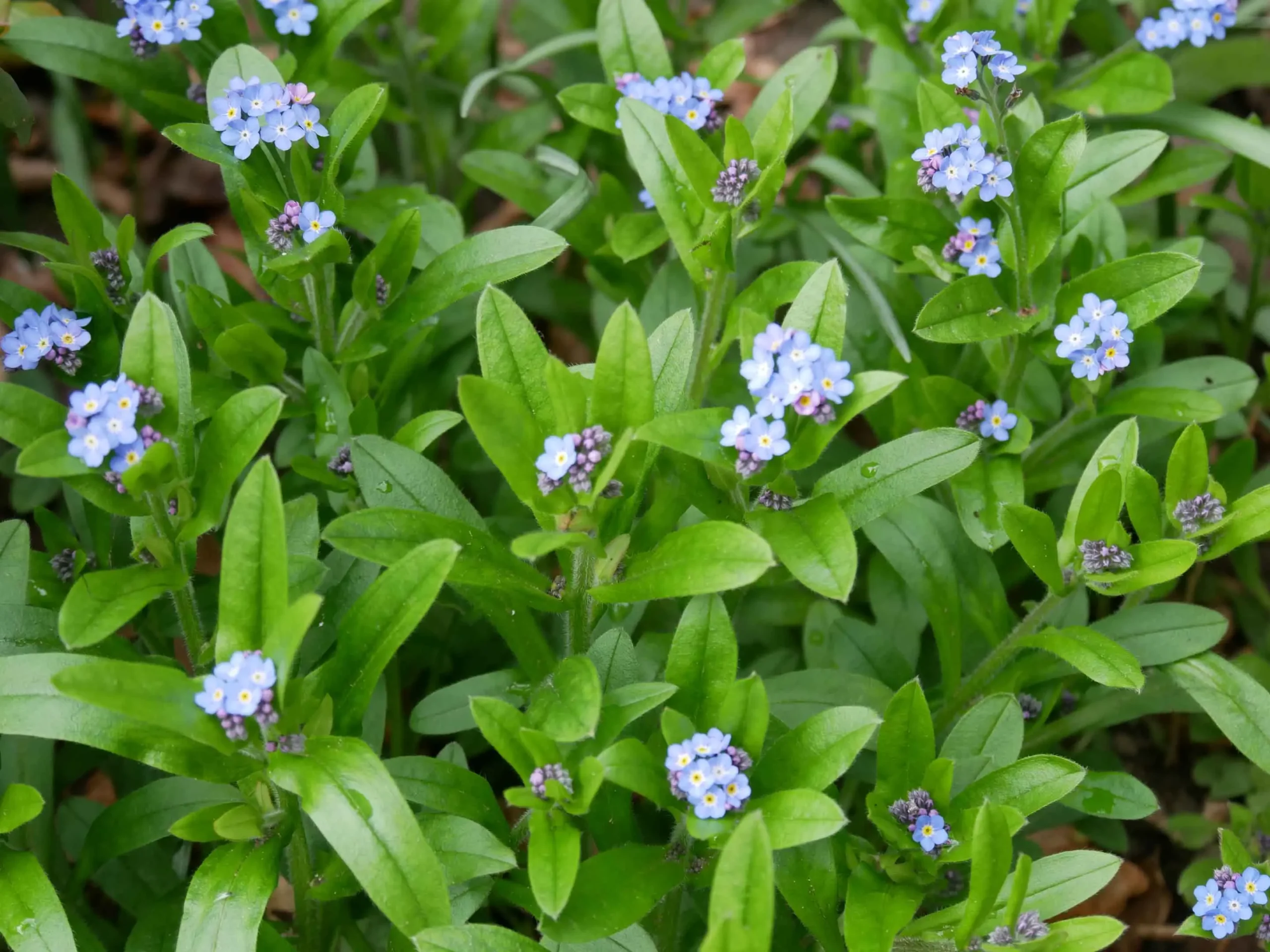 Fiori Blu: Il Significato, le Varie Specie e la Loro Coltivazione - Che colore è il fiore Non ti scordar di me fiori blu - Che colore è il fiore Non ti scordar di me