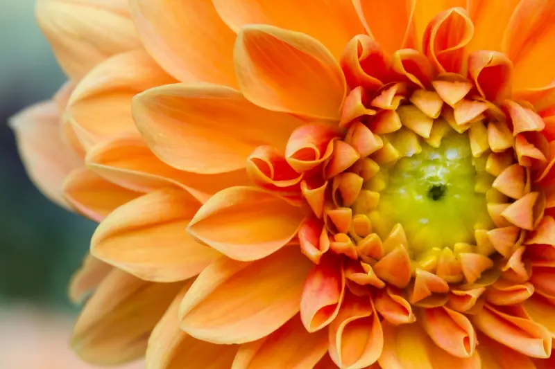 Fiore arancio: un tocco di colore nella tua vita - Che colore sono i fiori d'arancio fiore arancio - Che colore sono i fiori d'arancio