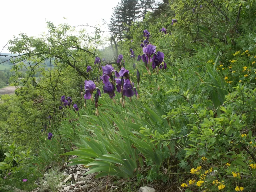 Ireos Fiore: La tua floreria di fiducia per i fiori di iris - Che cos'è il fiore iris ireos fiore - Che cos'è il fiore iris