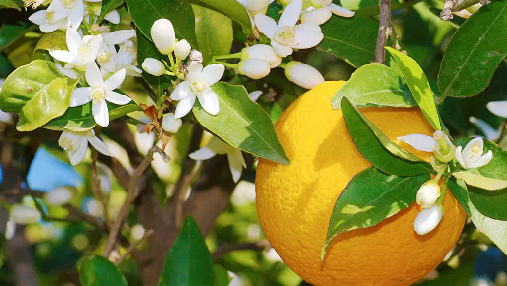 fiori di zagara - Che cos'è il profumo di Zagara