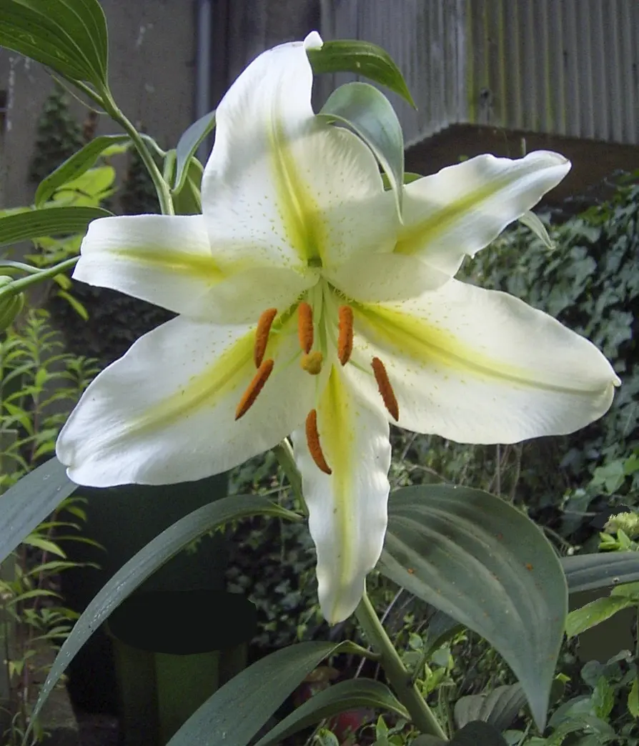 Gigli Fiori: Bellezza e Facilità di Coltivazione - Che differenza c'è tra Lilium e giglio gigli fiori - Che differenza c'è tra Lilium e giglio