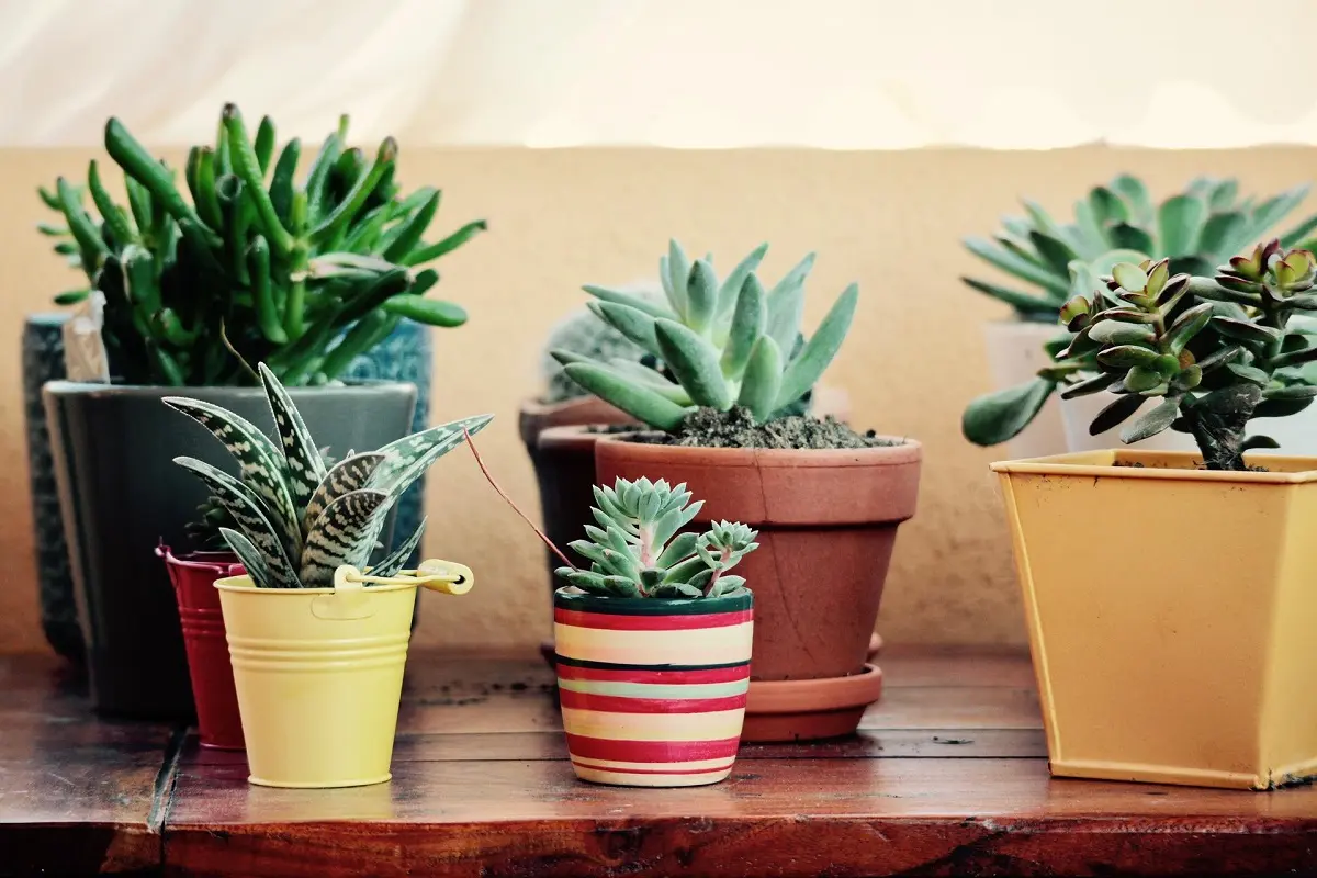 Piante grasse con fiori: bellezza e semplicità nella tua casa - Che differenza c'è tra piante grasse e succulente piante grasse con fiori - Che differenza c'è tra piante grasse e succulente