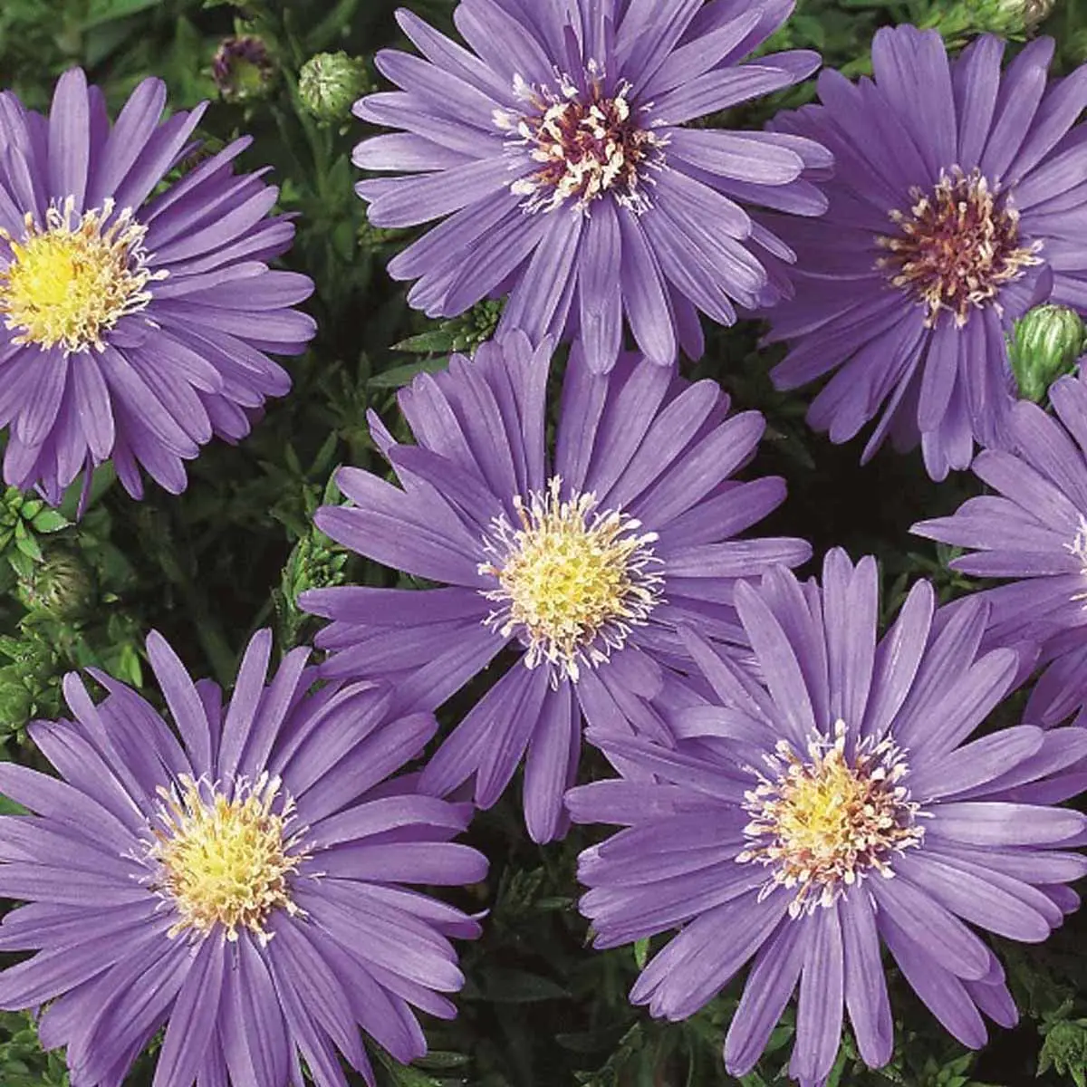 Aster Fiore: Un Magnifico Perenne dallo Sfolgorante Splendore - Che fiore e Aster aster fiore - Che fiore e Aster