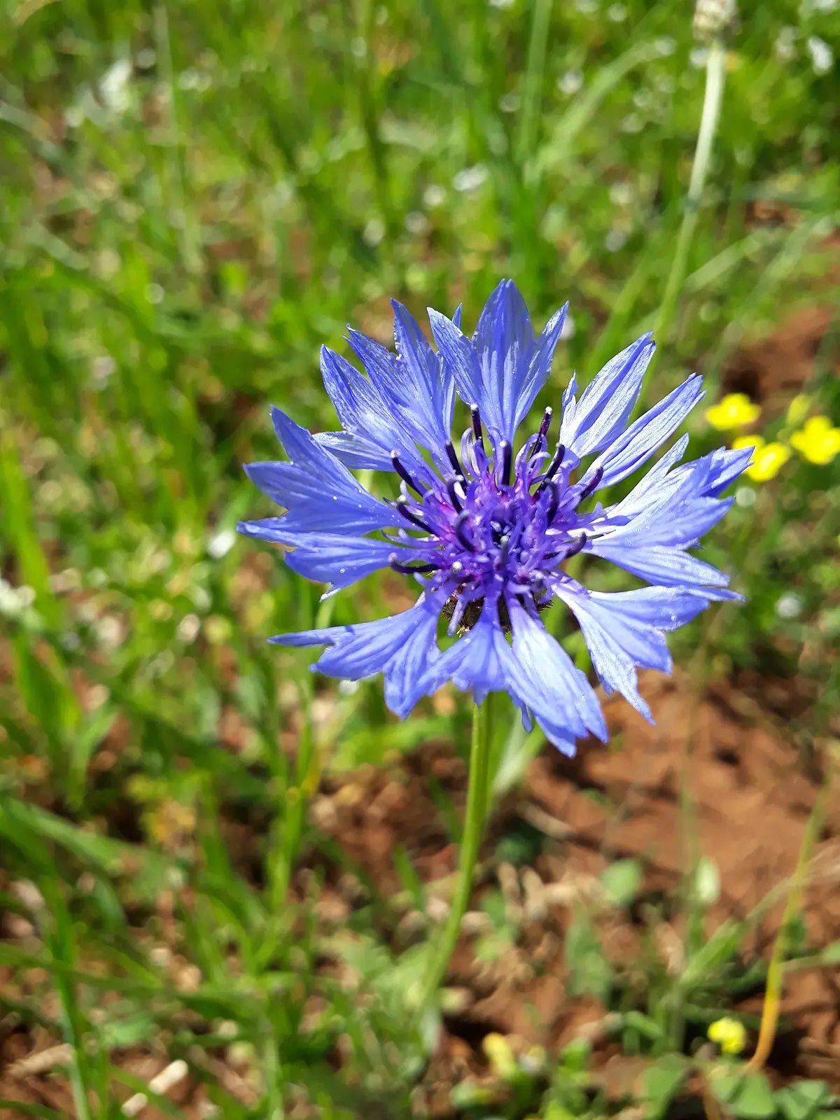 fiordaliso fiore - Che fiore e il fiordaliso