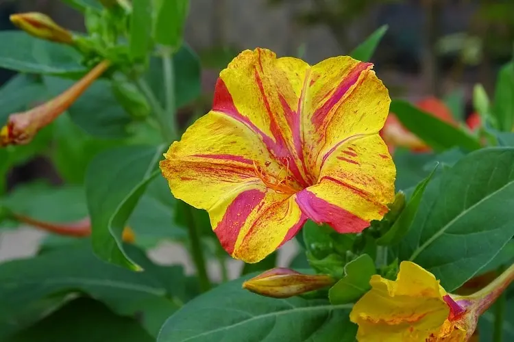 Bella di Notte Fiori: Un'Introduzione alla Pianta Mirabilis Jalapa - Che fiore e la bella di notte bella di notte fiori - Che fiore e la bella di notte