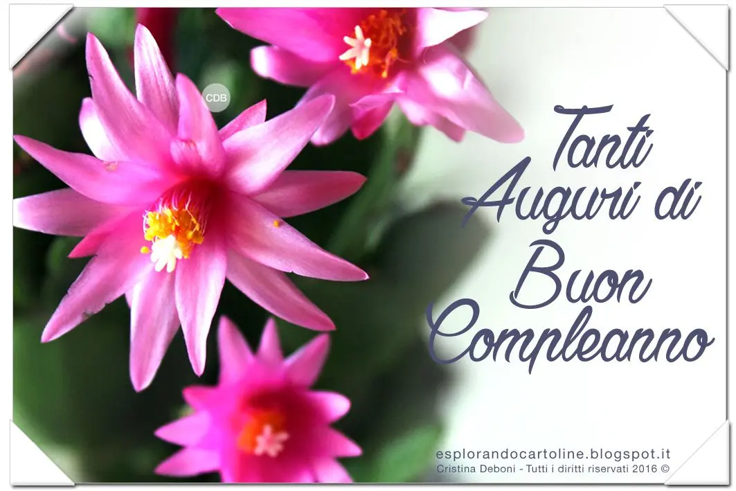 Buon compleanno con fiori bellissimi - Che fiori si regalano per il compleanno di una donna buon compleanno con fiori bellissimi - Che fiori si regalano per il compleanno di una donna