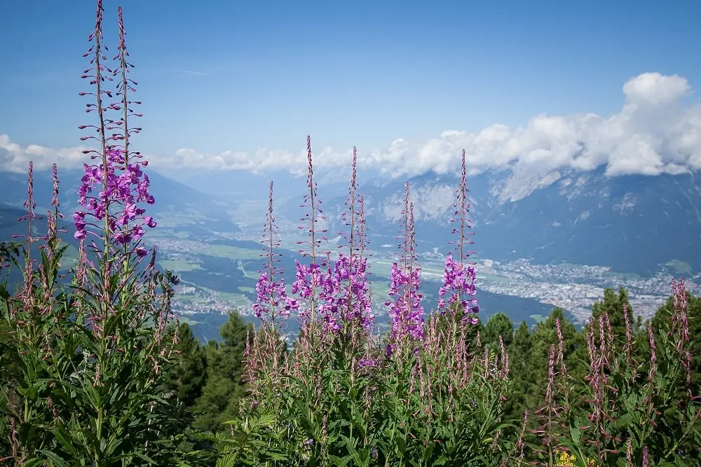 Fiori di montagna: bellezza e resistenza - Che piante si trovano in montagna fiori di montagna - Che piante si trovano in montagna