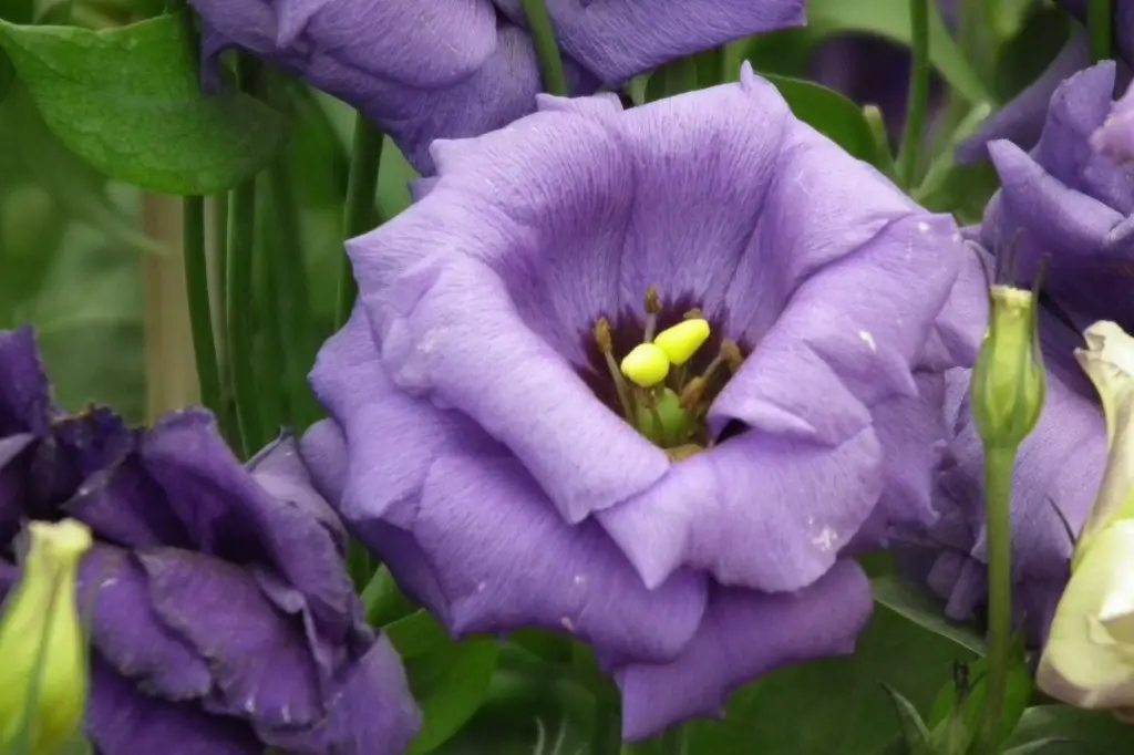 Fiore Lisianthus: Bellezza e Significato - Che significato ha il fiore Lisianthus fiore lisianthus - Che significato ha il fiore Lisianthus