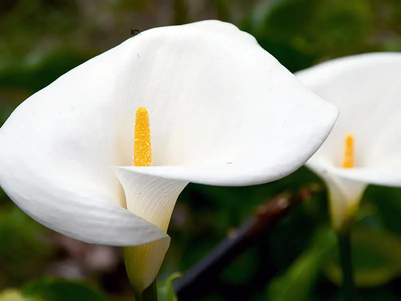 calla fiore significato - Che significato ha la calla gialla