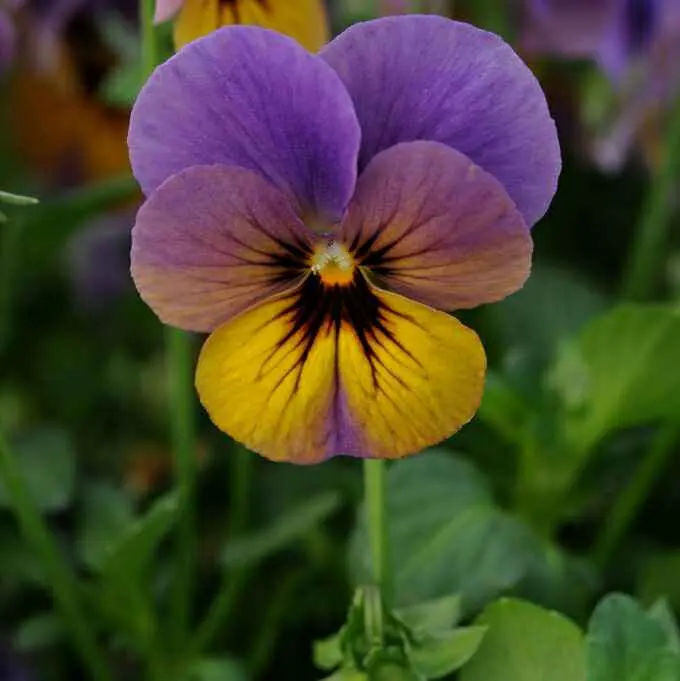 viola fiore - Che tipo di pianta e la viola