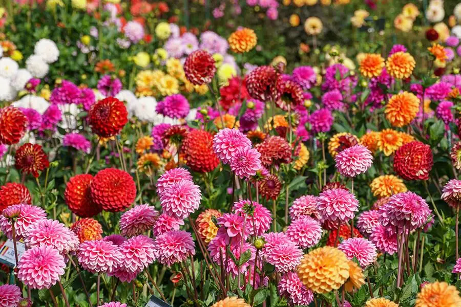 dalia fiore significato - Com'è il fiore della dalia