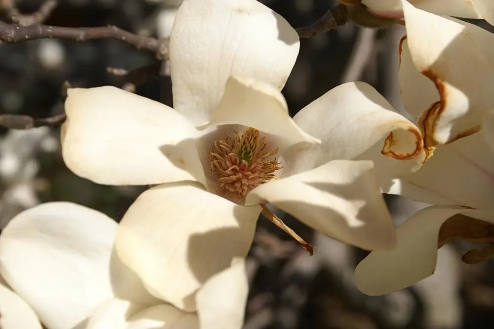Fiori di Magnolia: Bellezza e Durata - Com'è il fiore della Magnolia fiori magnolie - Com'è il fiore della Magnolia