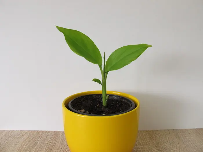 Curcuma fiore: una pianta ornamentale dal fascino esotico - Come annaffiare la pianta di curcuma curcuma fiore - Come annaffiare la pianta di curcuma