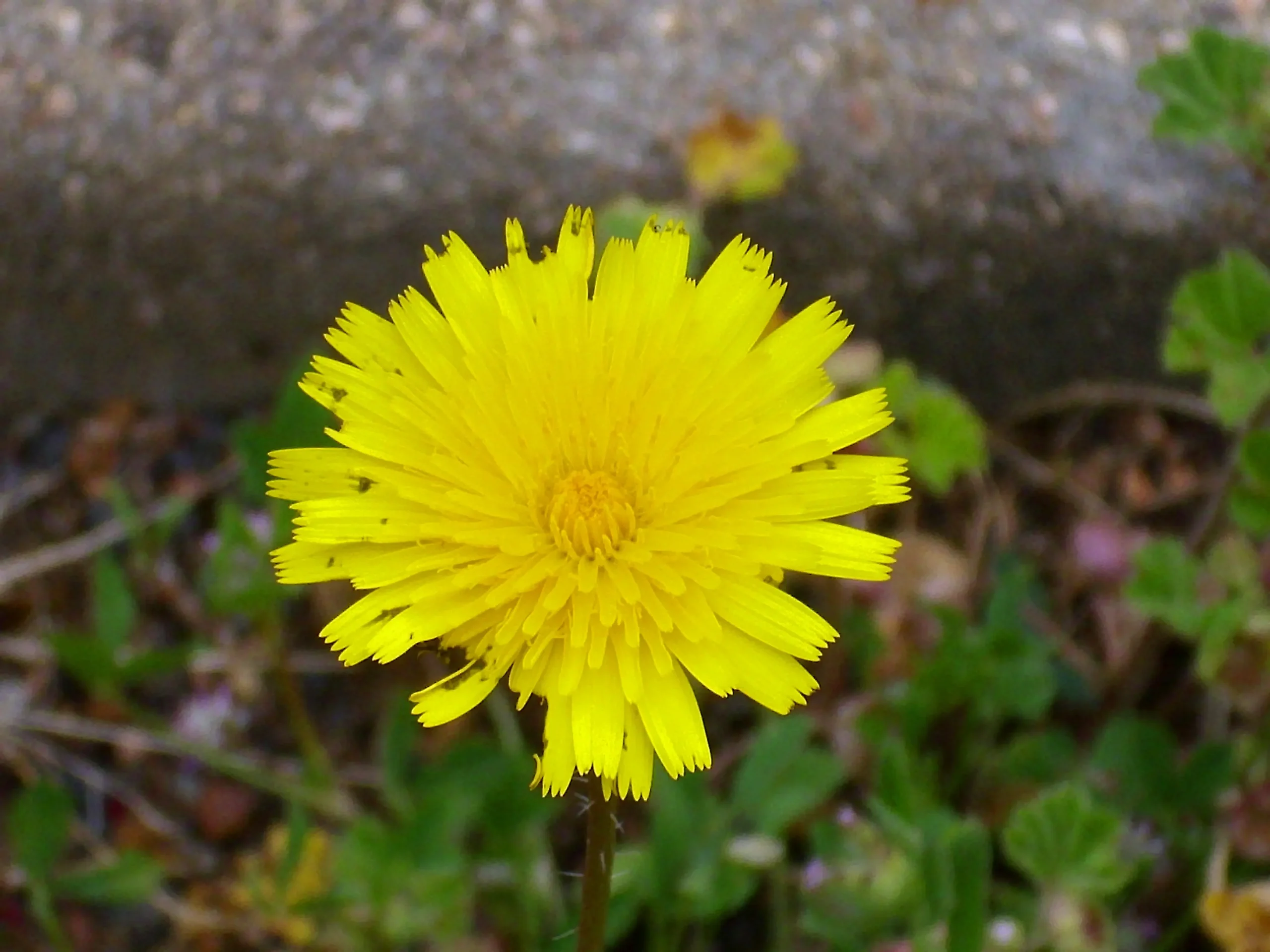 Fiore Denti di Leone: Un'Erba Benefica con Proprietà Medicinali - Come coltivare dente di leone fiore denti di leone - Come coltivare dente di leone