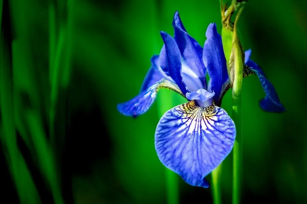 iris fiore - Come coltivare gli iris in vaso