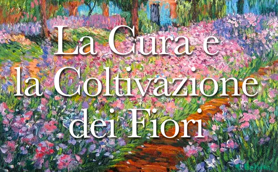 Cosa simboleggia il fiore non ti scordar di me - Come coltivare il non ti scordar di me non ti scordar di me fiore - Come coltivare il non ti scordar di me