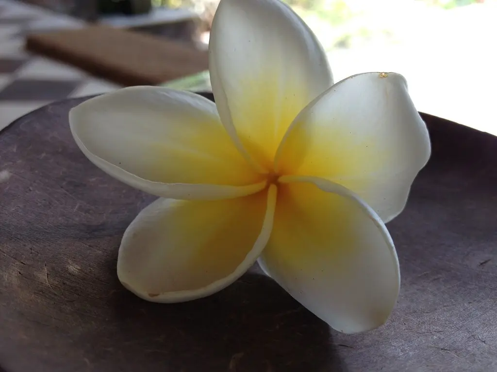 frangipani fiore - Come coltivare la pianta di frangipane