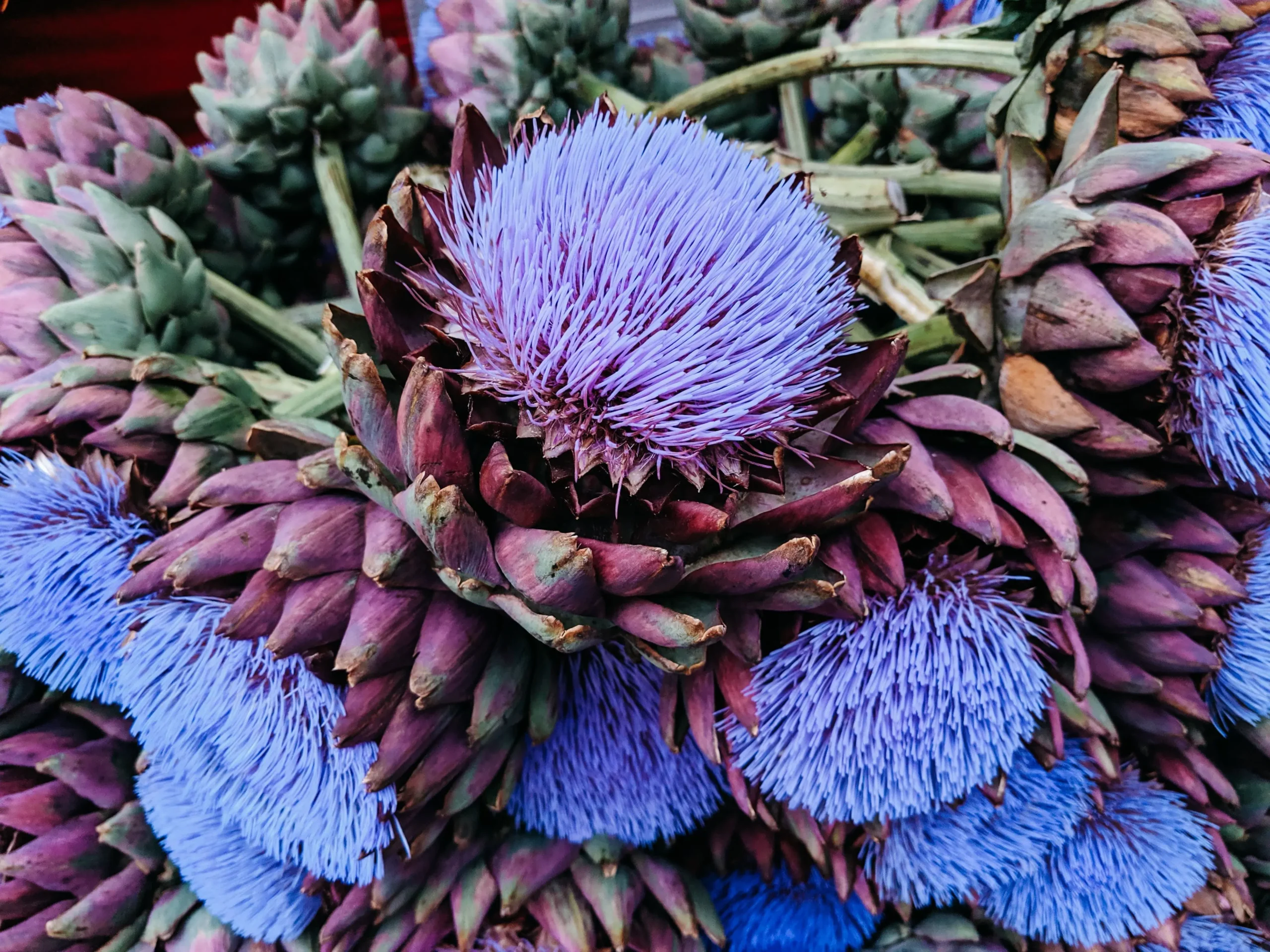 fiori di carciofo - Come conservare i fiori di carciofo