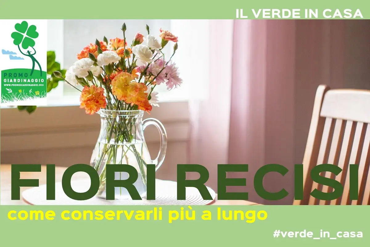 Come essiccare i fiori: tecniche e consigli utili - Come conservare i fiori per sempre come essiccare i fiori - Come conservare i fiori per sempre