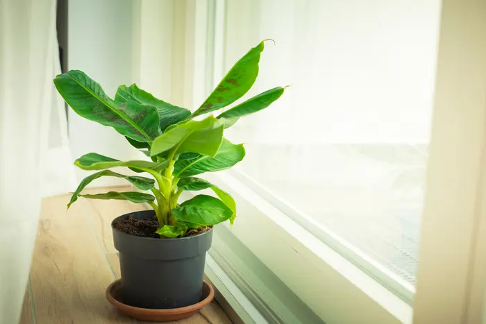 Coltivazione del Banano: Quando Fiorisce e Come Curarlo in Vaso - Come curare il banano in vaso banano fiore - Come curare il banano in vaso