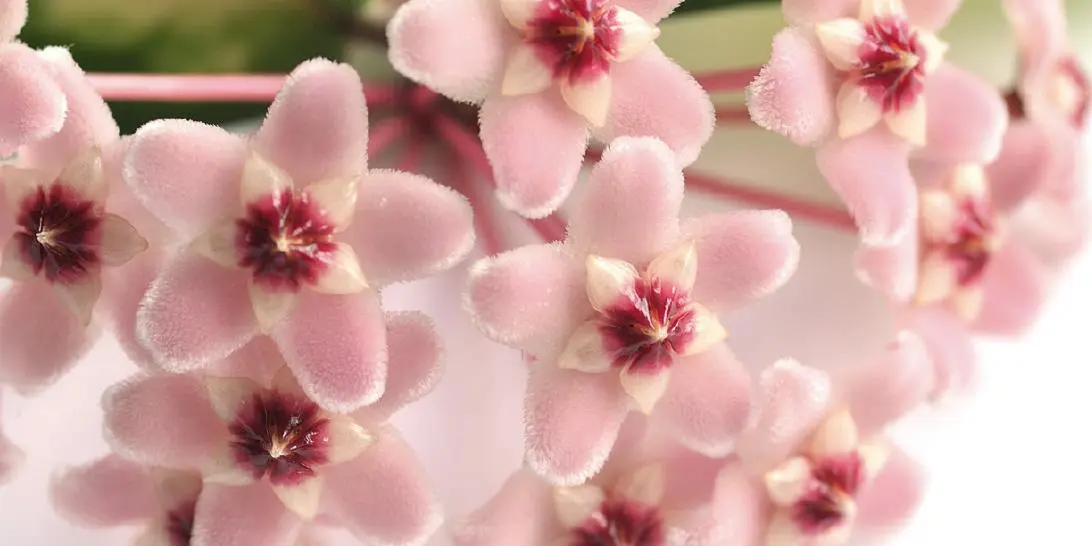 fiori di cera - Come curare la pianta di fiori di cera