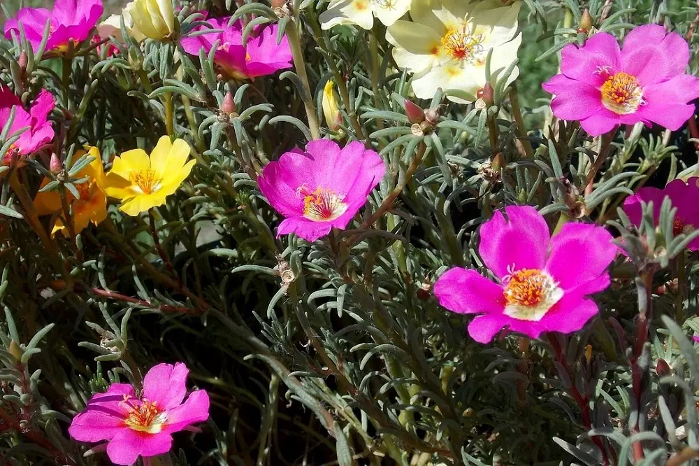 portulaca fiore - Come curare la portulaca in vaso