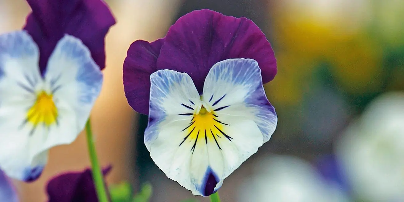 viole fiori - Come curare le viole in vaso