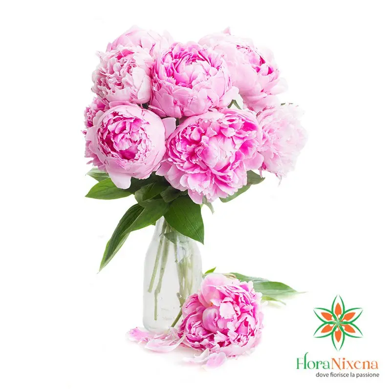 Fiori Peonie: Una Bellezza Incomparabile per il tuo Giardino - Come e dove piantare le peonie fiori peonie - Come e dove piantare le peonie