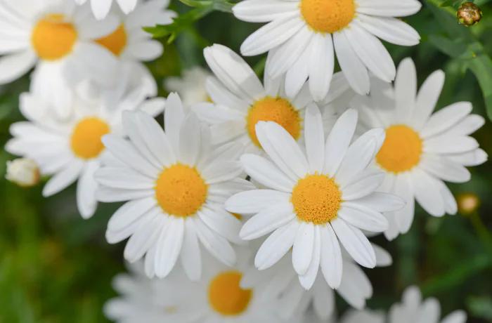 Parti del fiore margherita - Come è fatta una margherita parti del fiore margherita - Come è fatta una margherita