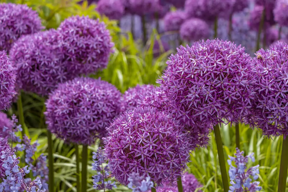 Fiore cipolle: come far fiorire le cipolle e cosa aspettarsi - Come è il fiore della cipolla fiore cipolle - Come è il fiore della cipolla