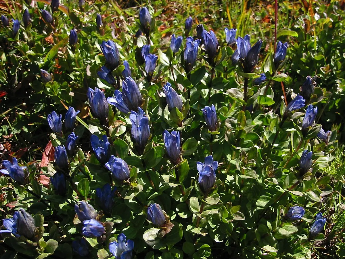 genziana fiore - Come è il fiore della genziana