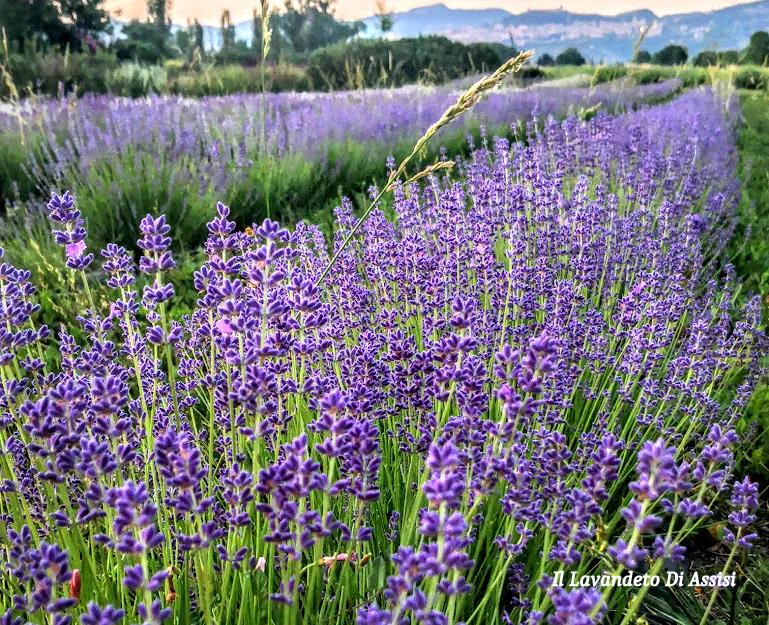 Fiori di Lavanda: Tradizione e Benefici - Come e quando si raccoglie la lavanda fiori di lavanda - Come e quando si raccoglie la lavanda